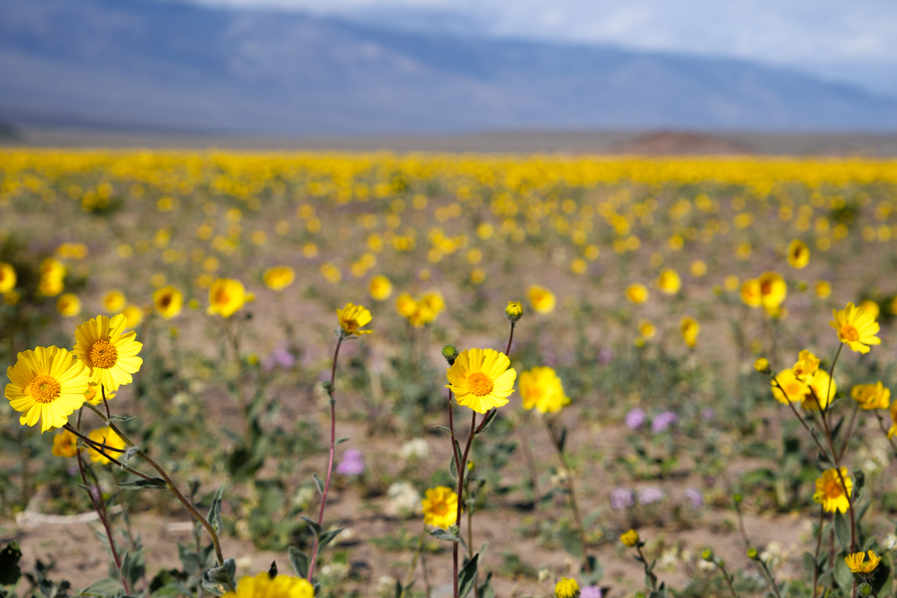 Death Valley photo titled Death Valley 52